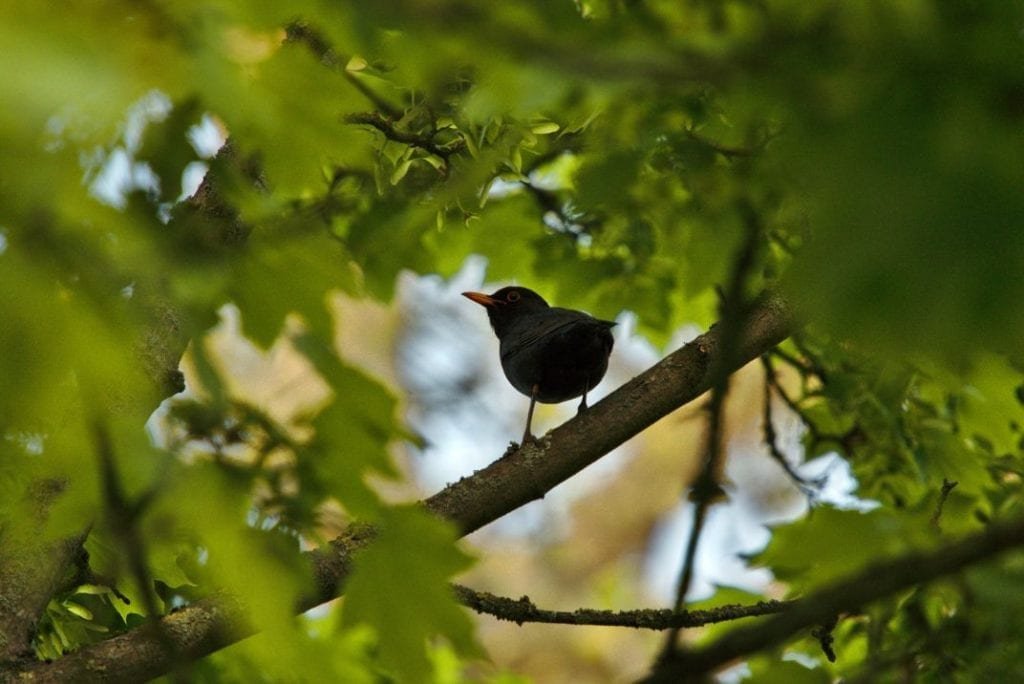 Blackbird in Scotland